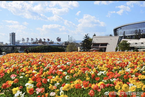 疫情冲击下云南旅游A股上市公司的表现与展望
